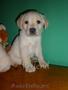 Crescator,  vand catelusi Labrador