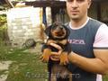 vand pui din rasa rottweiler cu varsta 