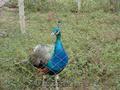 Vand paun asiatic (Pavo cristatus) sau paunul albastru	