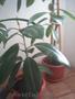 Vand ficus de interior