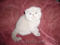 De vanzare pisoi Scottish fold.