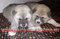 Akita inu de vanzare,  pui disponibili