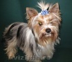 Biewer Yorkshire Terrier