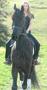 Cal Friesian minunat Iapă