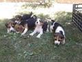 Beagle de vanzare