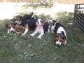 Beagle de vanzare