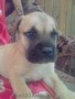 Bullmastiff pui