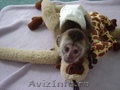 Maimuțe capucin drăguț și adorabil pentru adoptare