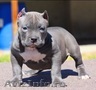 frumos pui pitbull de sex masculin de vânzare