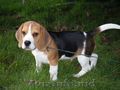 pui Beagle