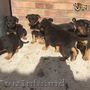 3/4 Rottweiler X 1/4 Ciobanesc German puilor. Gata.