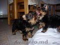 13 săptămâni vechi pui Teacup Yorkie pentru adoptare    