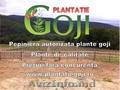 Plante goji de calitate