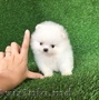 Gorgeous Teacup Pomeranian Puppies Available for sale
