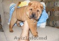 AKC  chinezi Shar-Pei Puppies pentru adopție    