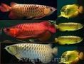 Arowana pește disponibile pe vânzare.