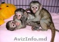  Maimuțe sănătoase  socializate pentru X-Mass      