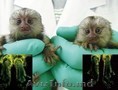 maimuțe Marmoset    