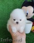 Pui frumoși Pomeranian disponibile