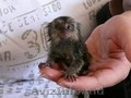 Jovial Finger Marmoset maimuțe de marmoset pentru adopție