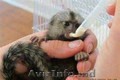 Adorabile maimuțe de marmoset