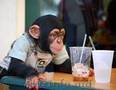 Maimuță cimpanzeu pentru adopție