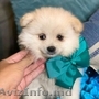  pomeranian disponibili