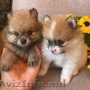 atelusi pomeranian spre adoptie