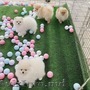 Cățeluși Pomeranian 