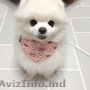 pui de pomeranian masculi si femele de vanzare.