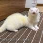 ferret