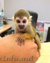 maimuță veveriță pentru adopție acum!