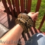 Ball Python 