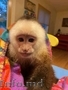 Capuchin monkey for adoption