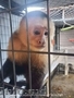 Capuchin monkey near me 