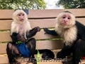 Capuchin monkeys available