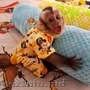 Monkeys for re -homing