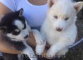 Husky puppies