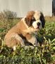 Saint Bernard puppy