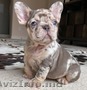 French bulldog for adoption