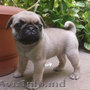 Puii de Mops /Pug adorabili