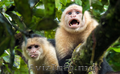 Capuchin monkeys