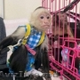 Capuchin baby