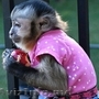 Capuchin monkey for sale