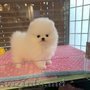 Pomeranian Boo. Mini toy.