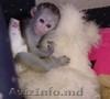 Maimuțe marmoset uimitoare de vânzare