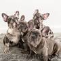 french bulldog puppies for sale 