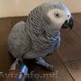 AFRICAN GREY PARROT