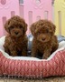 Catelul Maltipoo -