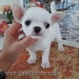 Chihuahua puppies for adoption 